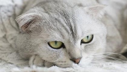 开云体育最新地址-森林狼主场告捷唐斯攻防一体，森林狼唐斯缺席