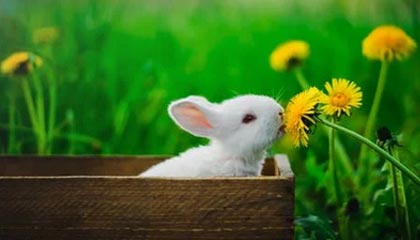 开云体育最新地址-森林狼主场告捷唐斯攻防一体，森林狼唐斯缺席